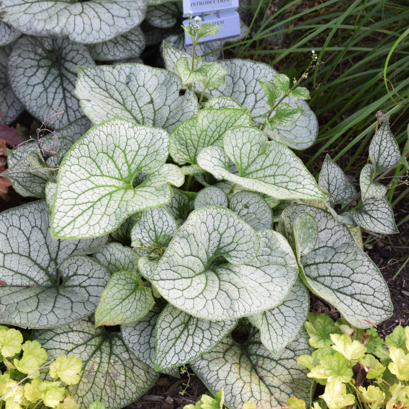 BRUNNERA QUEEN OF HEARTS