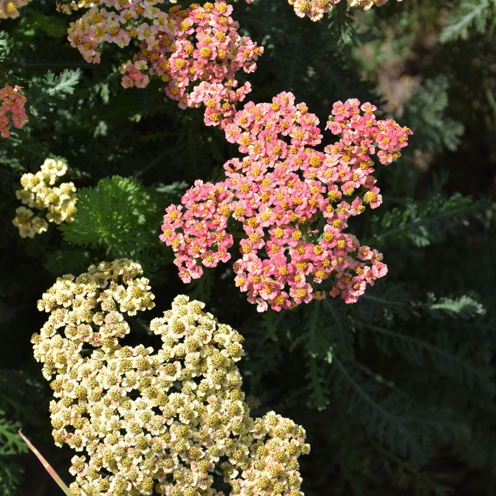 ACHILLEA FIREFLY PEACH SKY