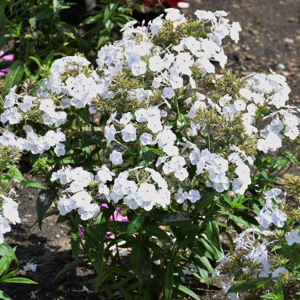 PHLOX FASHIONABLY EARLY CRYSTAL