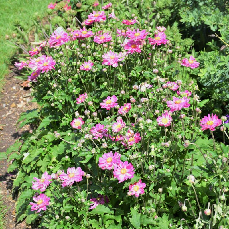 ANEMONE CURTAIN CALL PINK