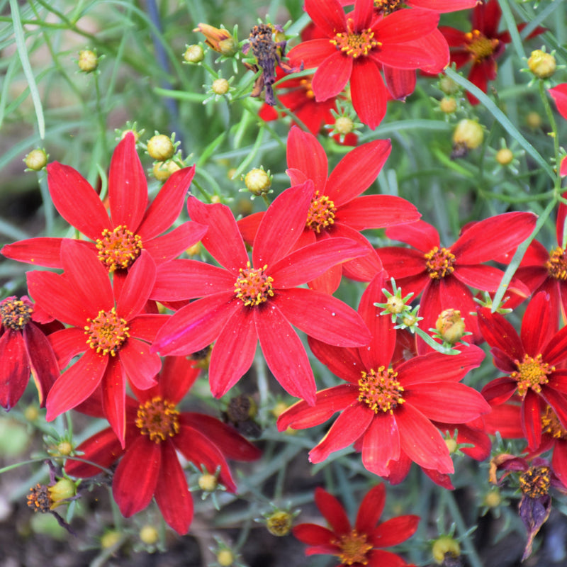 COREOPSIS HOT PAPRIKA