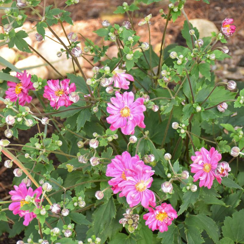 ANEMONE FALL IN LOVE SWEETLY