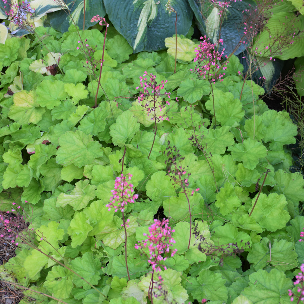 HEUCHERA PRIMO PRETTY PISTACHIO