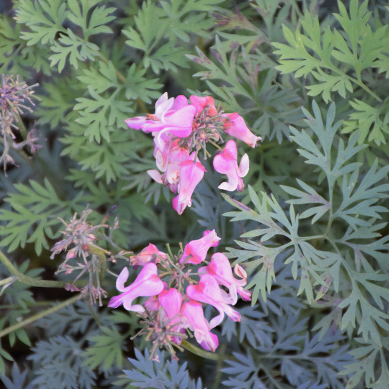 DICENTRA PINK DIAMONDS