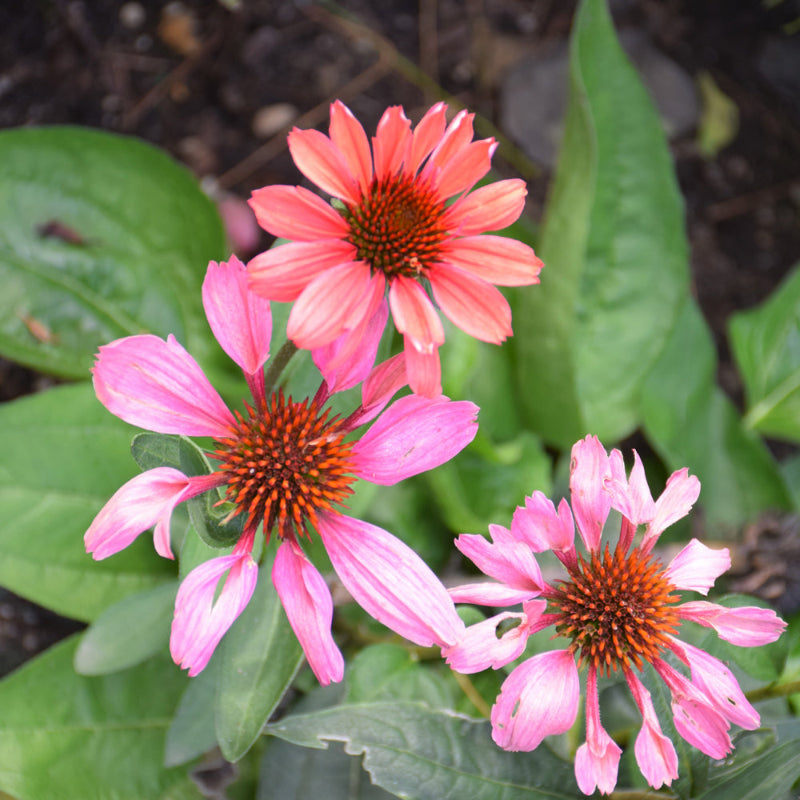 ECHINACEA EYE CATCHER CORAL CRAZE