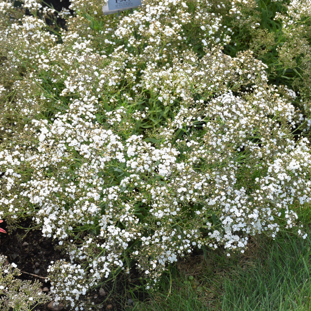 GYPSOPHILA FESTIVAL STAR