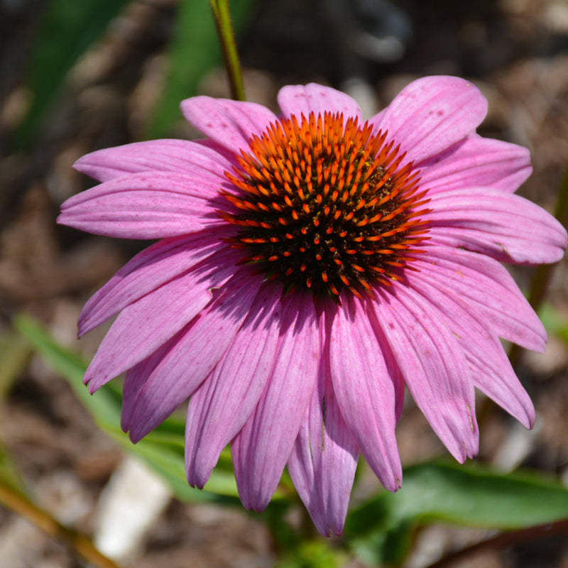 ECHINACEA PRAIRIE SPLENDOR