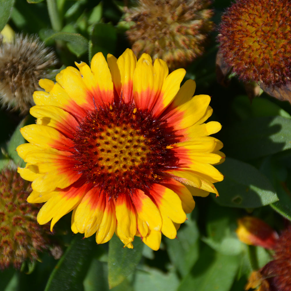 GAILLARDIA MESA BRIGHT BICOLOR