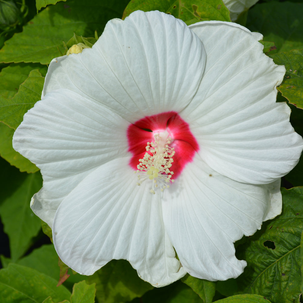 HIBISCUS LUNA WHITE