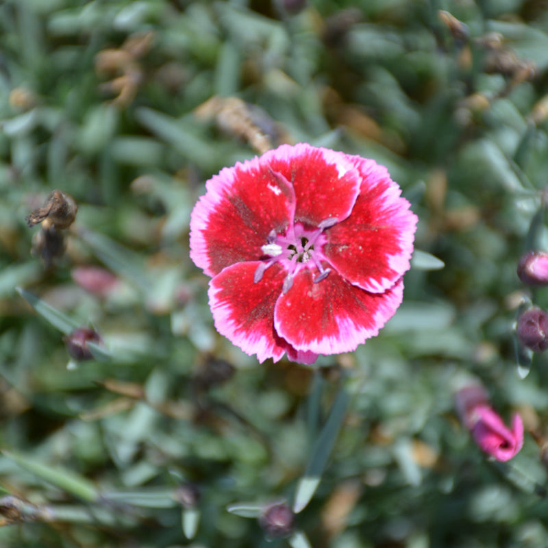 DIANTHUS EVERLAST RASPBERRY CREAM PINKS