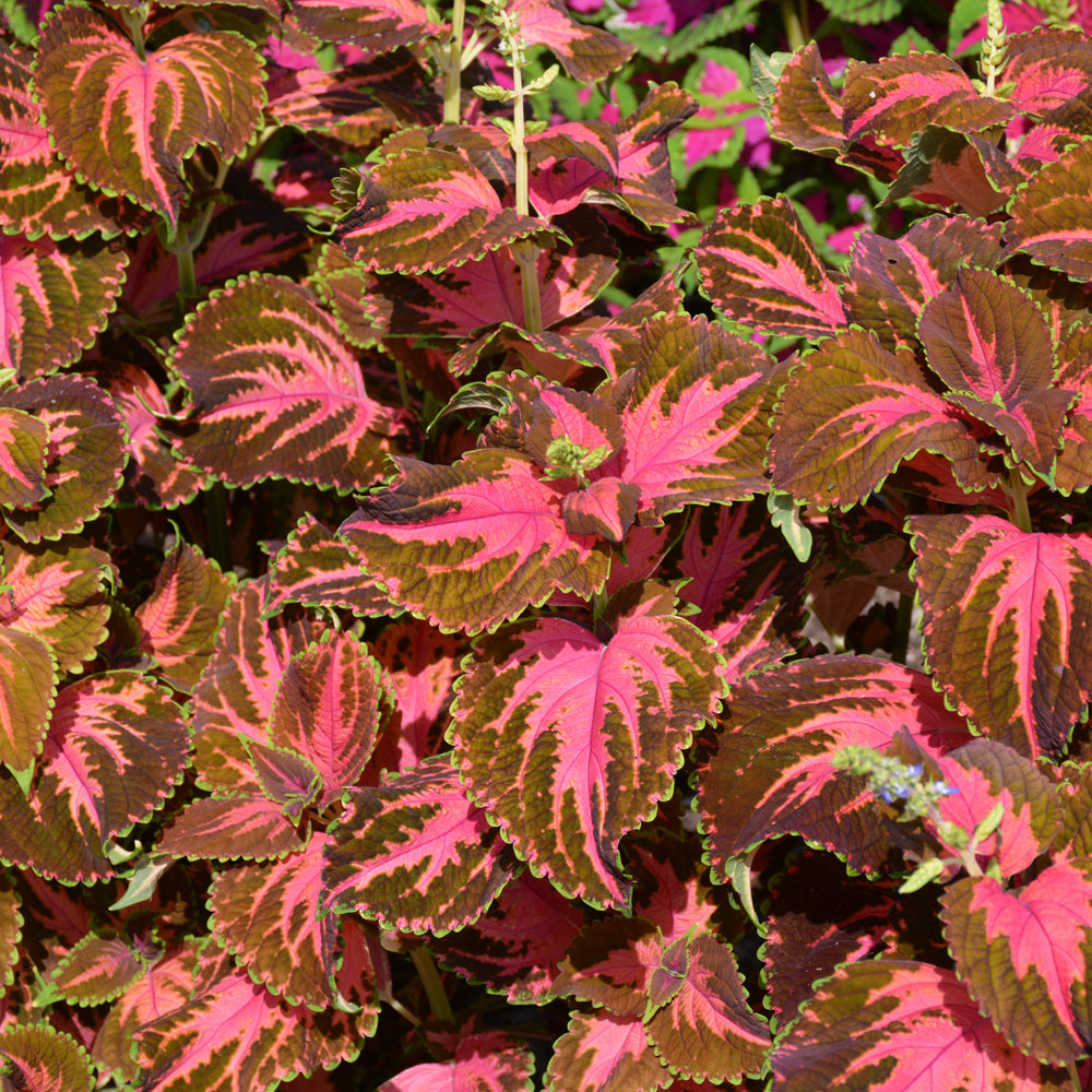 Coleus Festive Dance