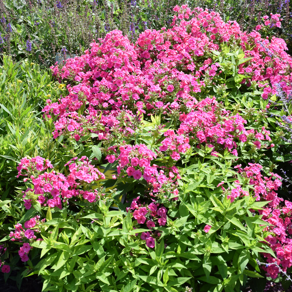 PHLOX KA POW PINK