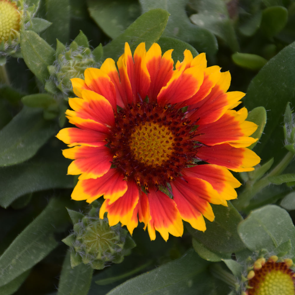 GAILLARDIA SPINTOP RED STARBURST