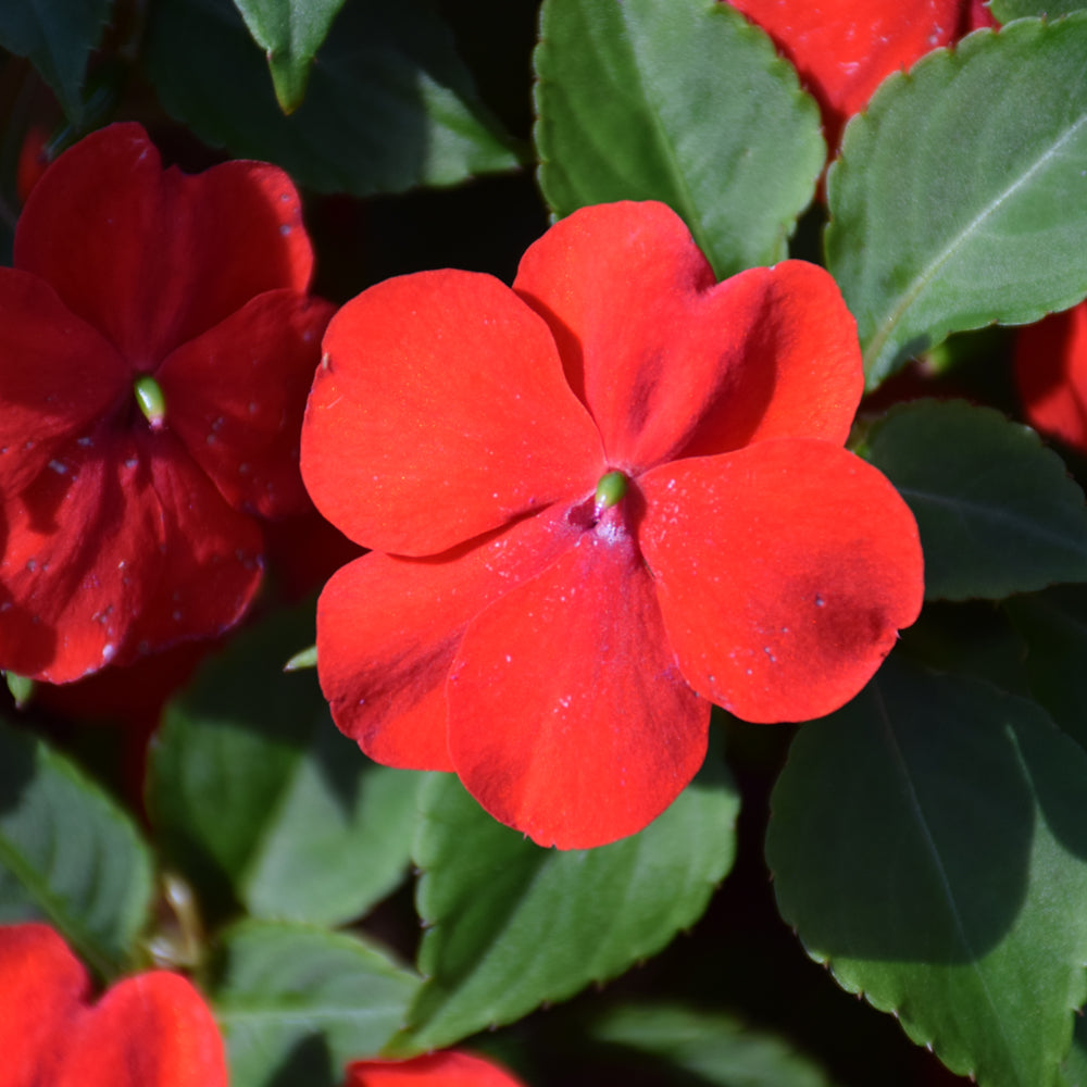 Beacon Impatiens