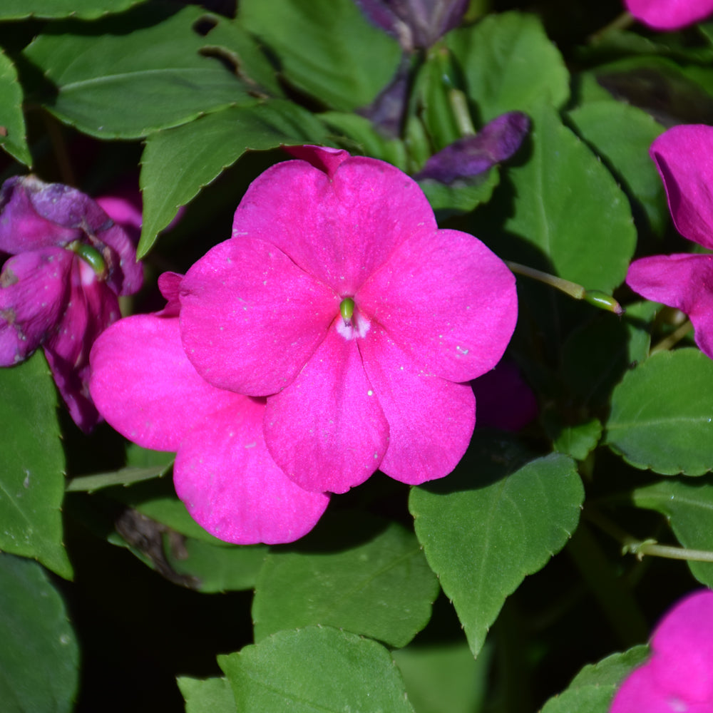 Beacon Impatiens