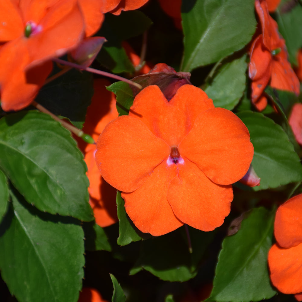 Beacon Impatiens