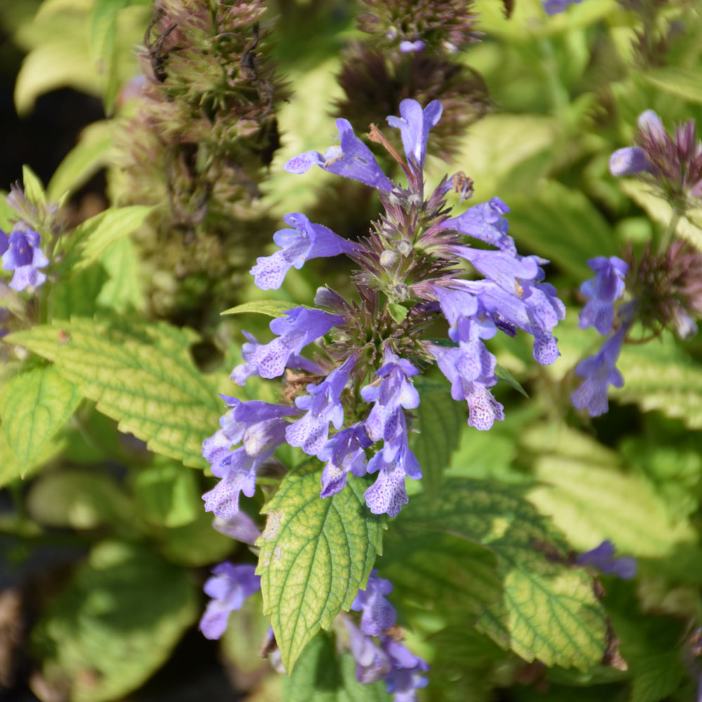 NEPETA BLUE PRELUDE