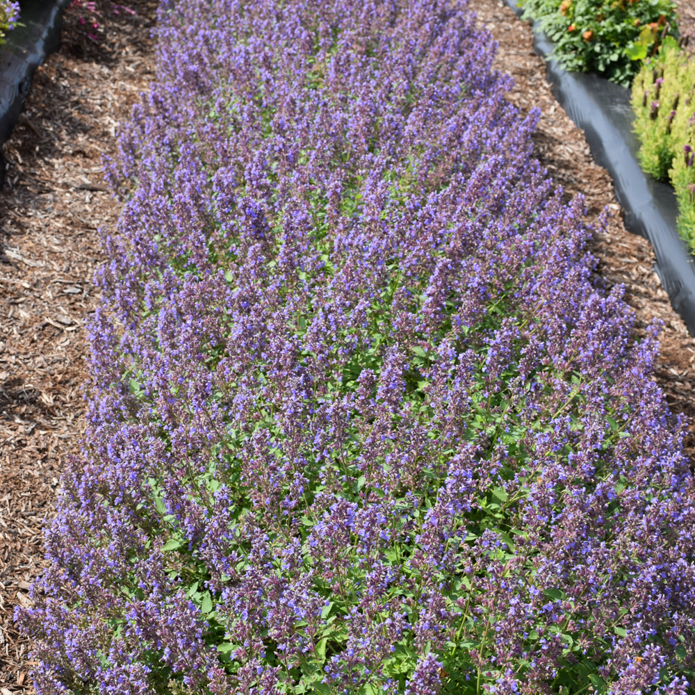 NEPETA WHISPURR BLUE