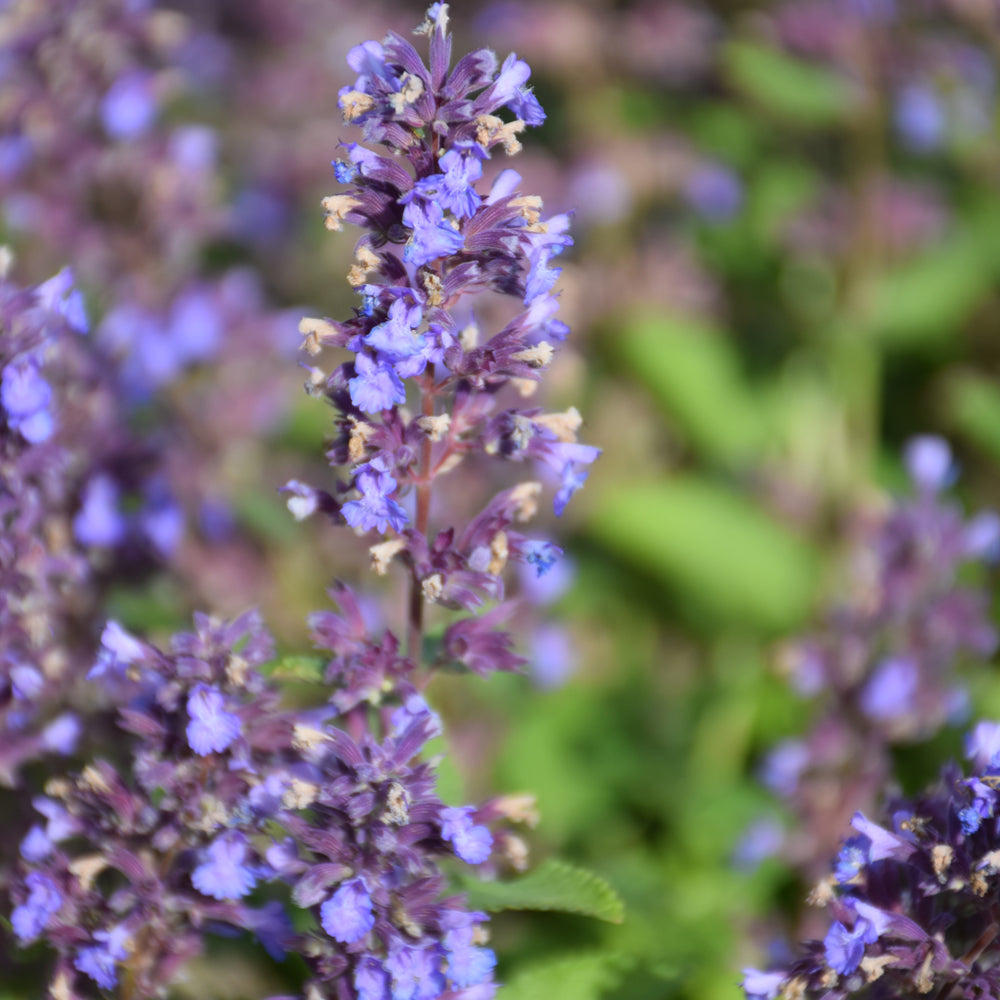 NEPETA WHISPURR BLUE