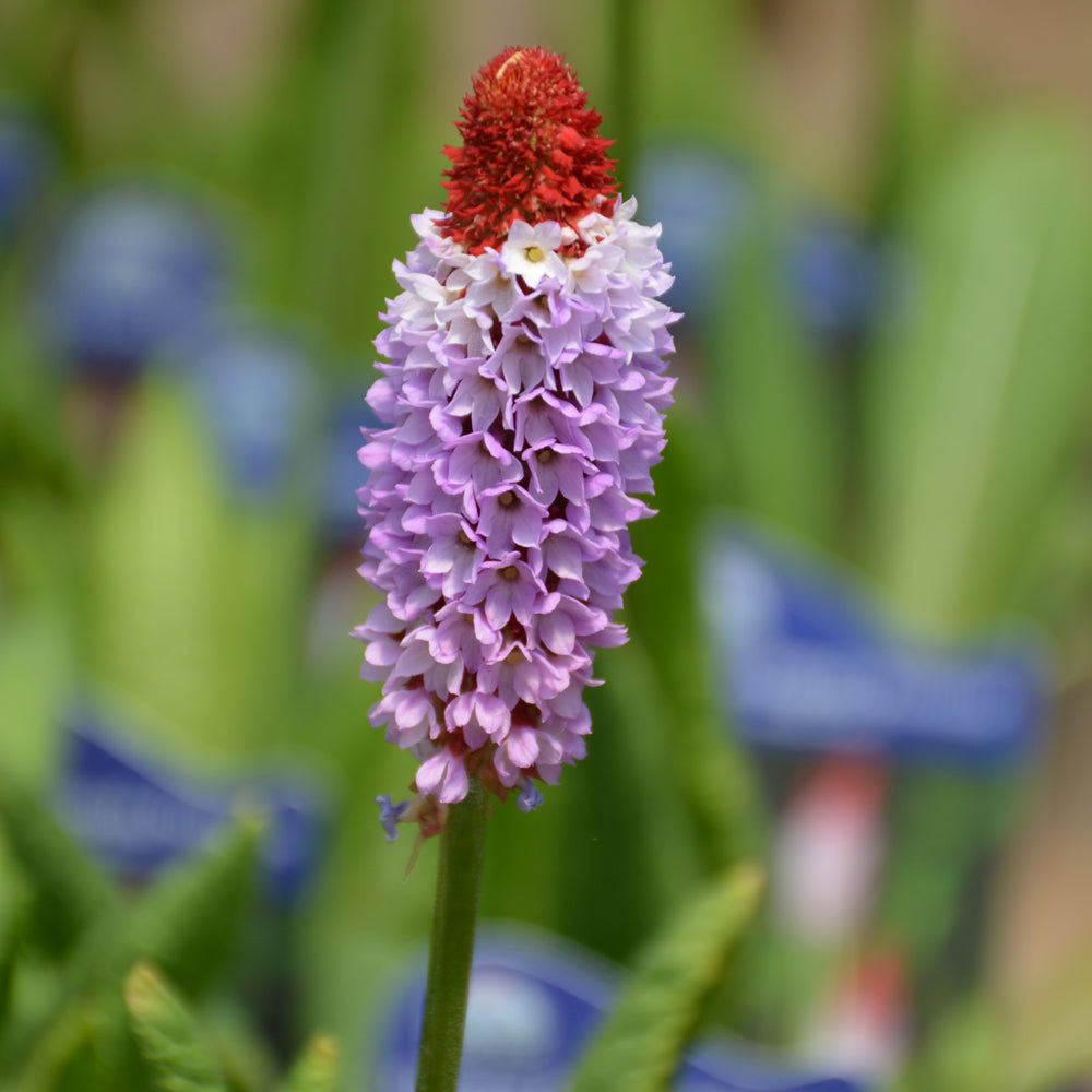 PRIMULA VIALII