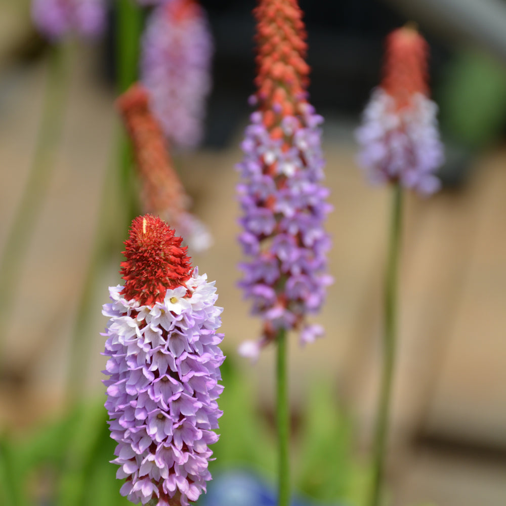 PRIMULA VIALII