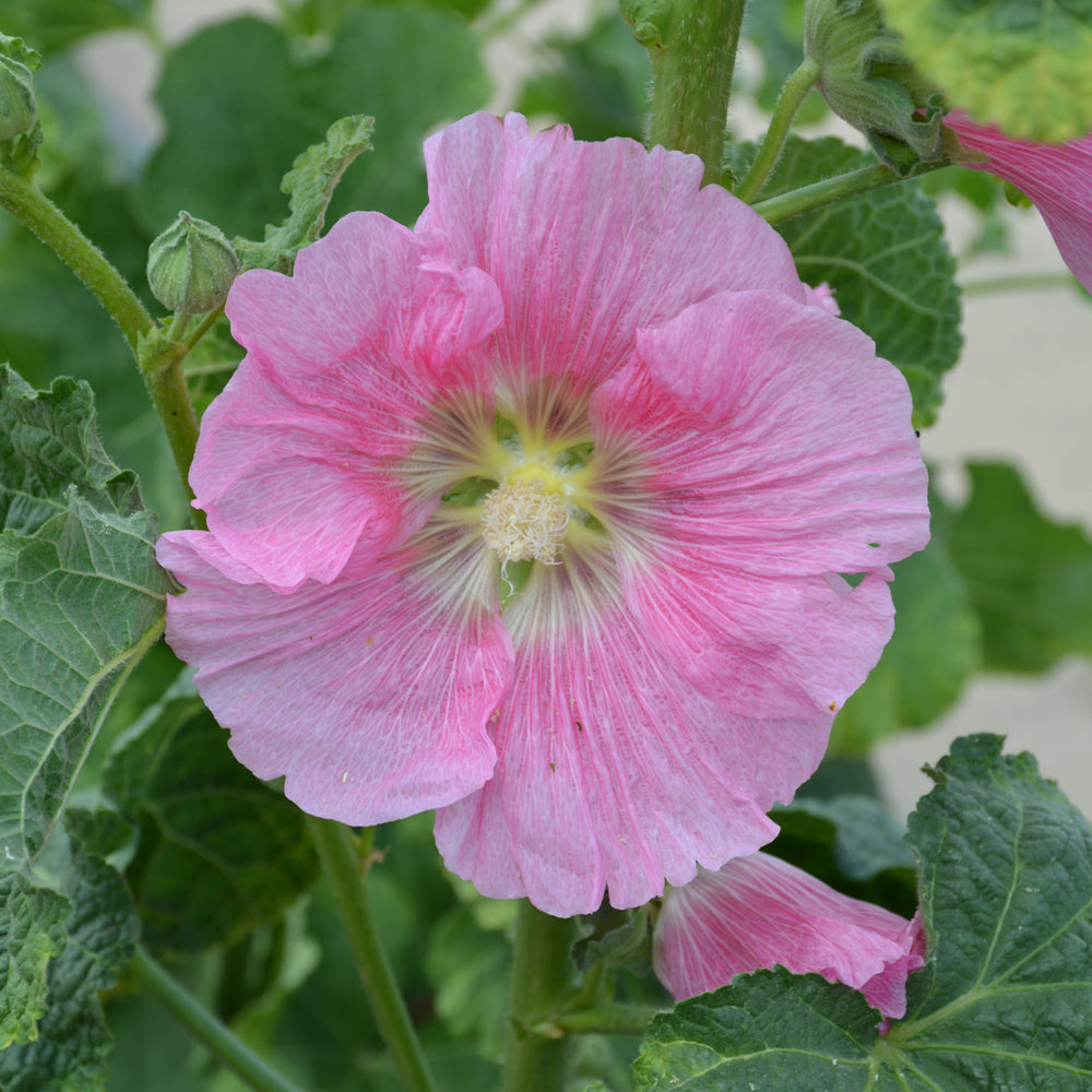 ALCEA SPOTLIGHT RADIANT ROSE