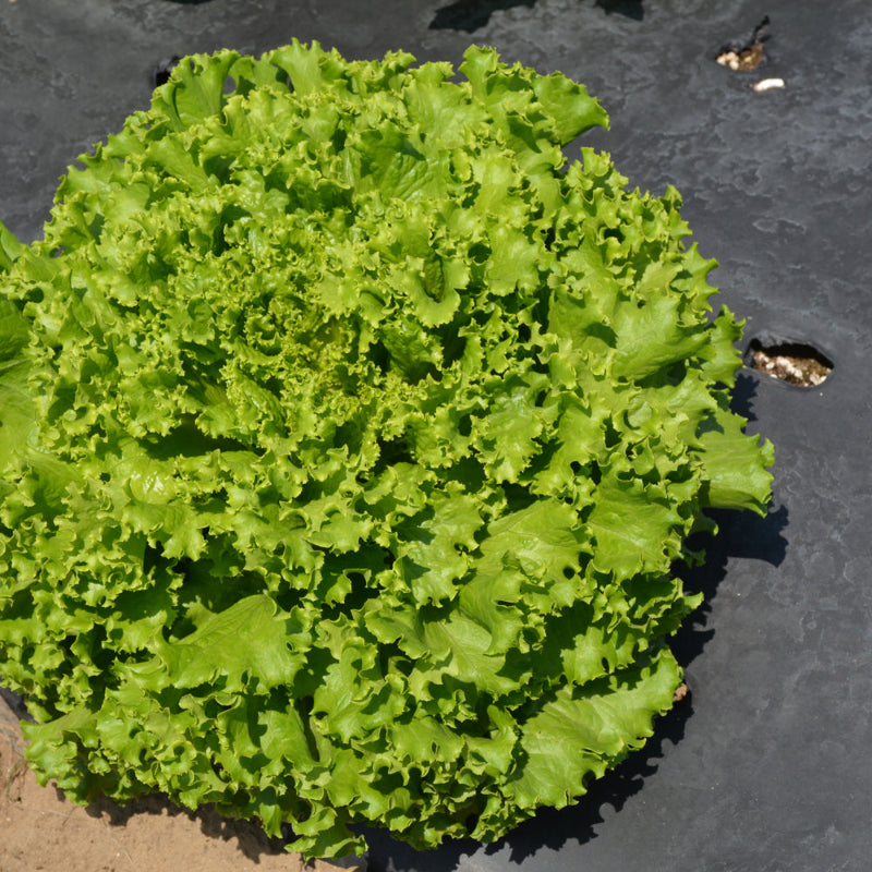 Seed - Leaf Lettuce Salad Bowl
