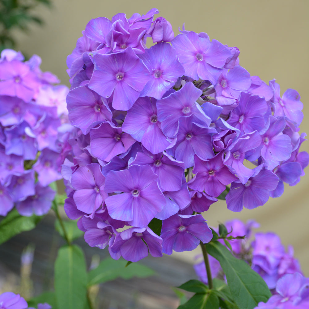 PHLOX BLUE PARADISE