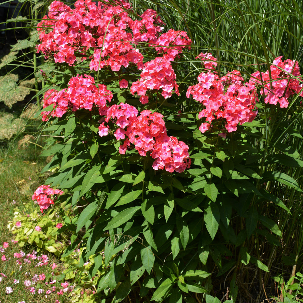 PHLOX CORAL FLAME