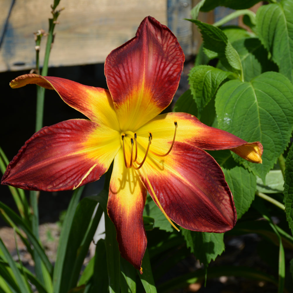 HEMEROCALLIS RUBY SPIDER