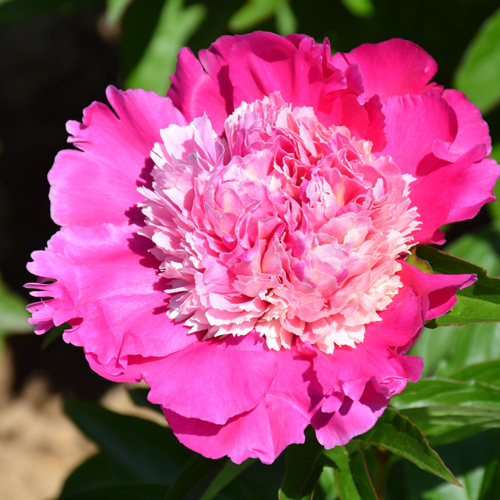 PAEONIA MME EMILE DEBATENE