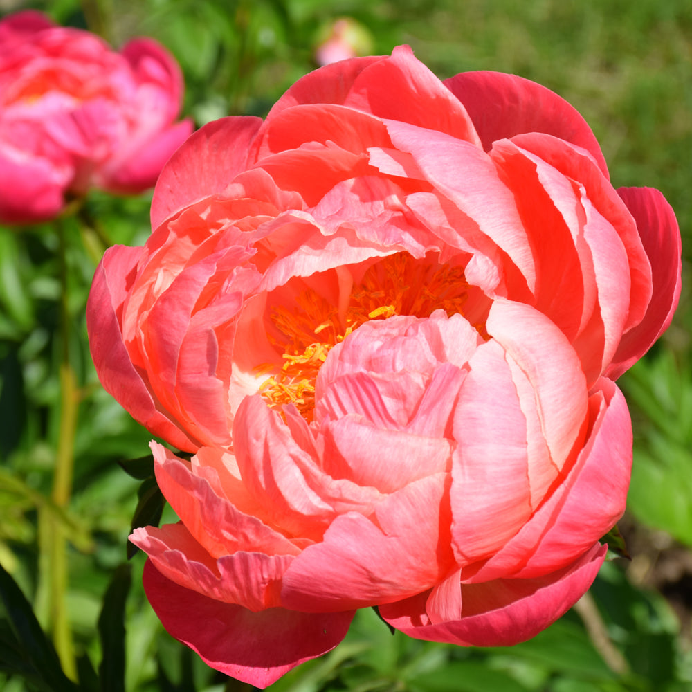 PAEONIA CORAL CHARM