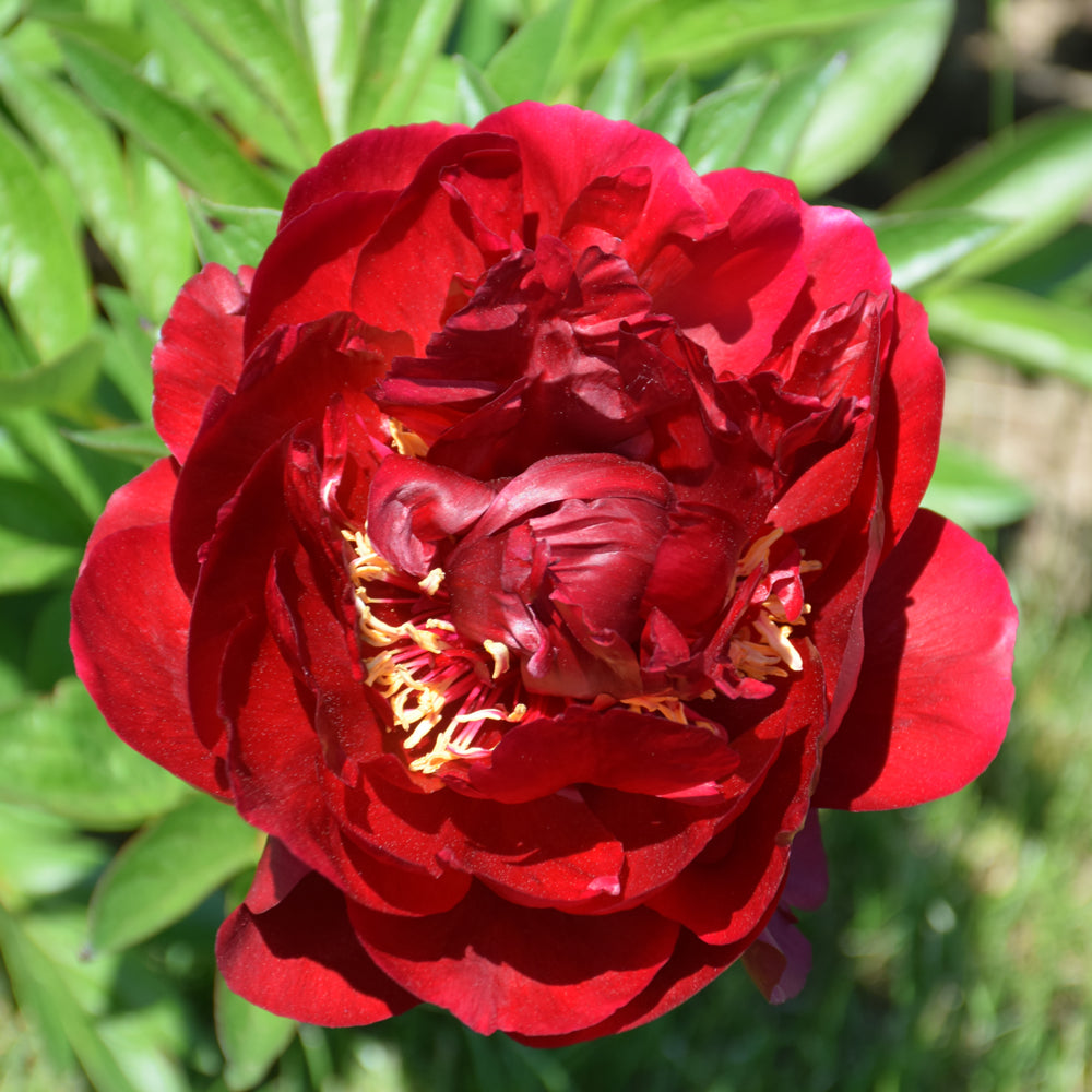 PAEONIA BUCKEYE BELLE