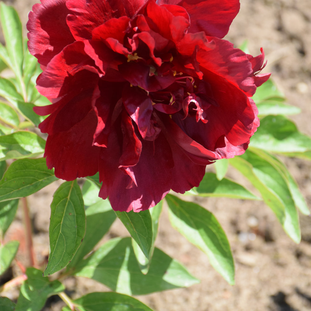 PAEONIA HENRY BOCKSTOCE