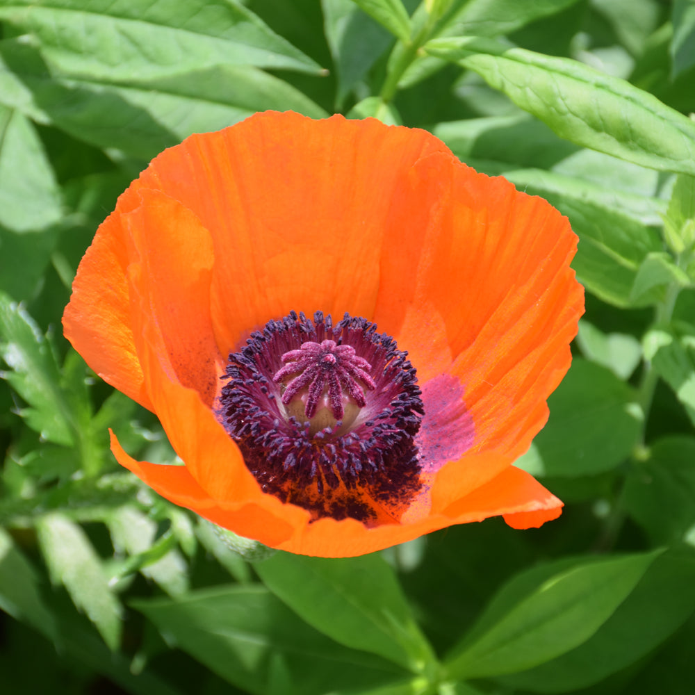 PAPAVER PRINCE OF ORANGE