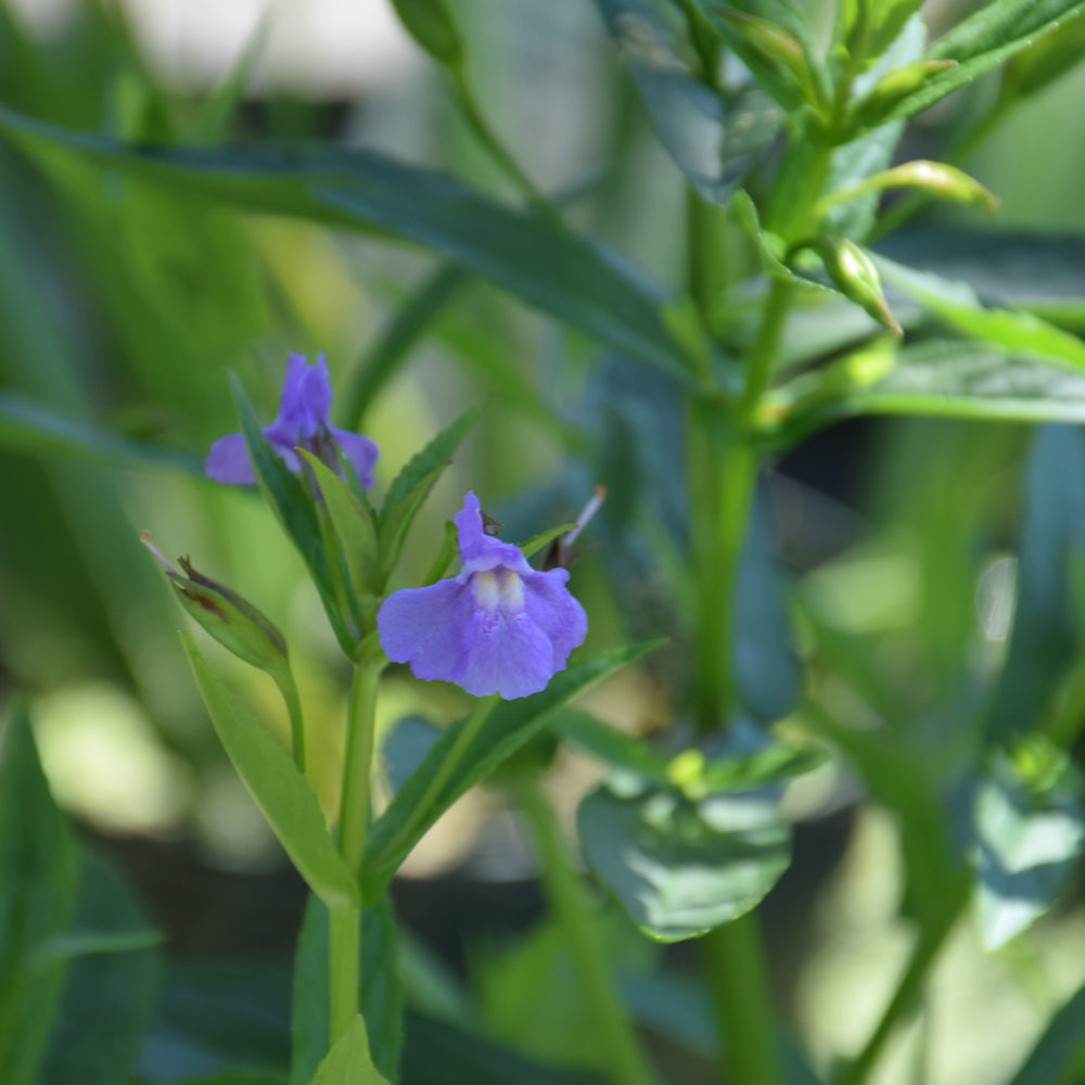 MIMULUS RINGENS