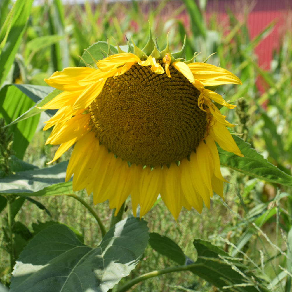 Seed- Sunflower Large Grey Striped
