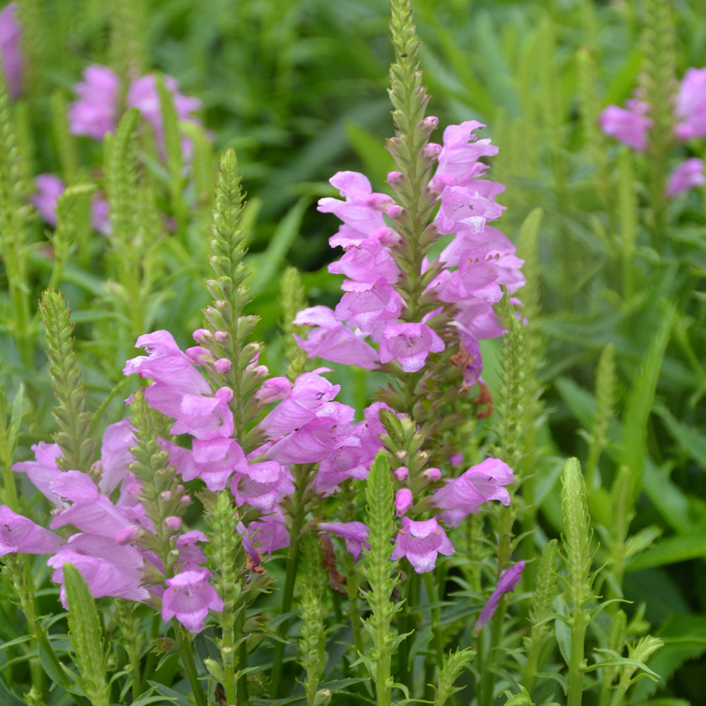 PHYSOSTEGIA AUTUMN CARNIVAL