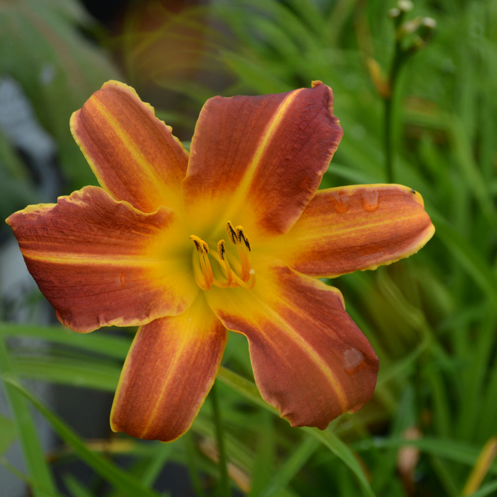 HEMEROCALLIS RED RIBS