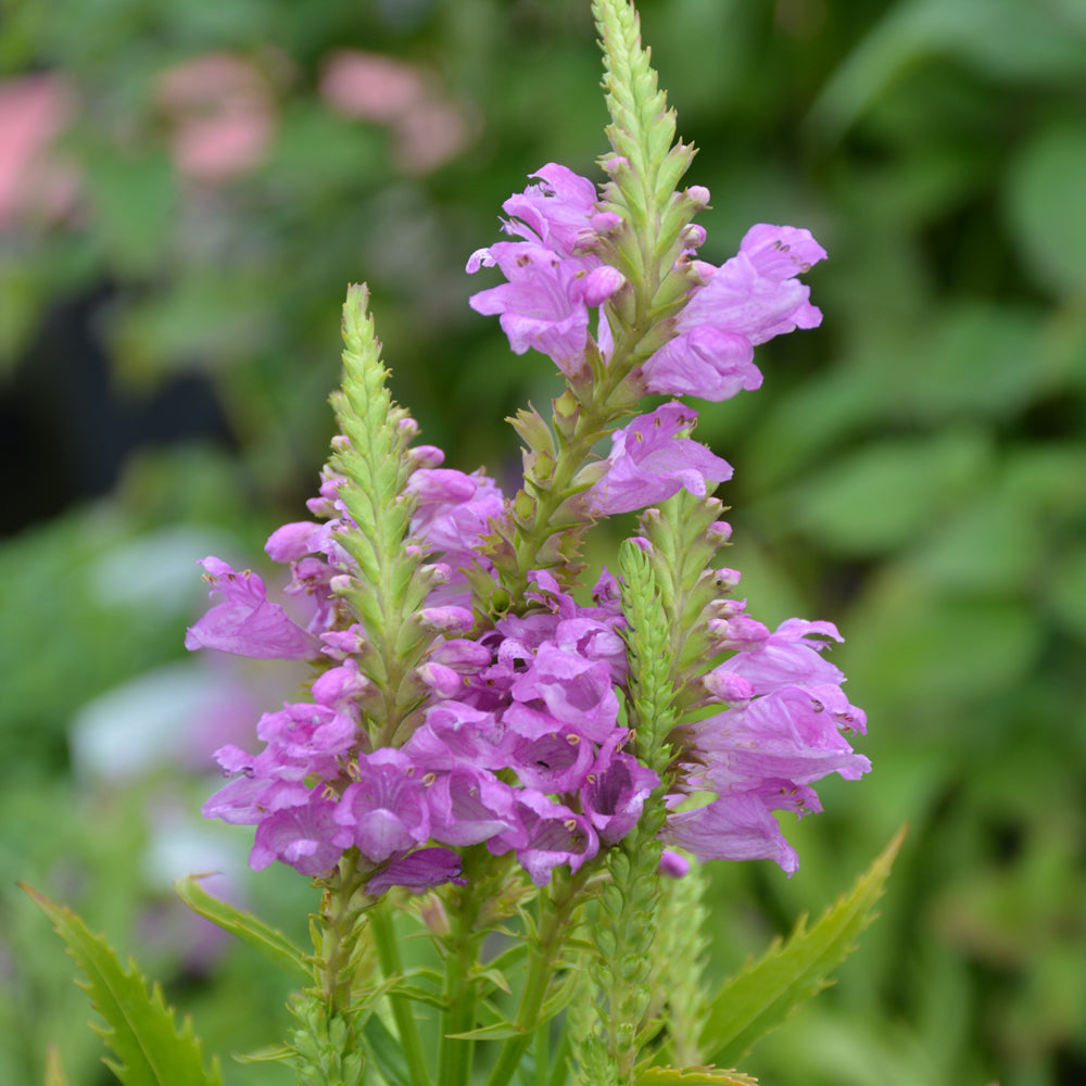 PHYSOSTEGIA AUTUMN CARNIVAL