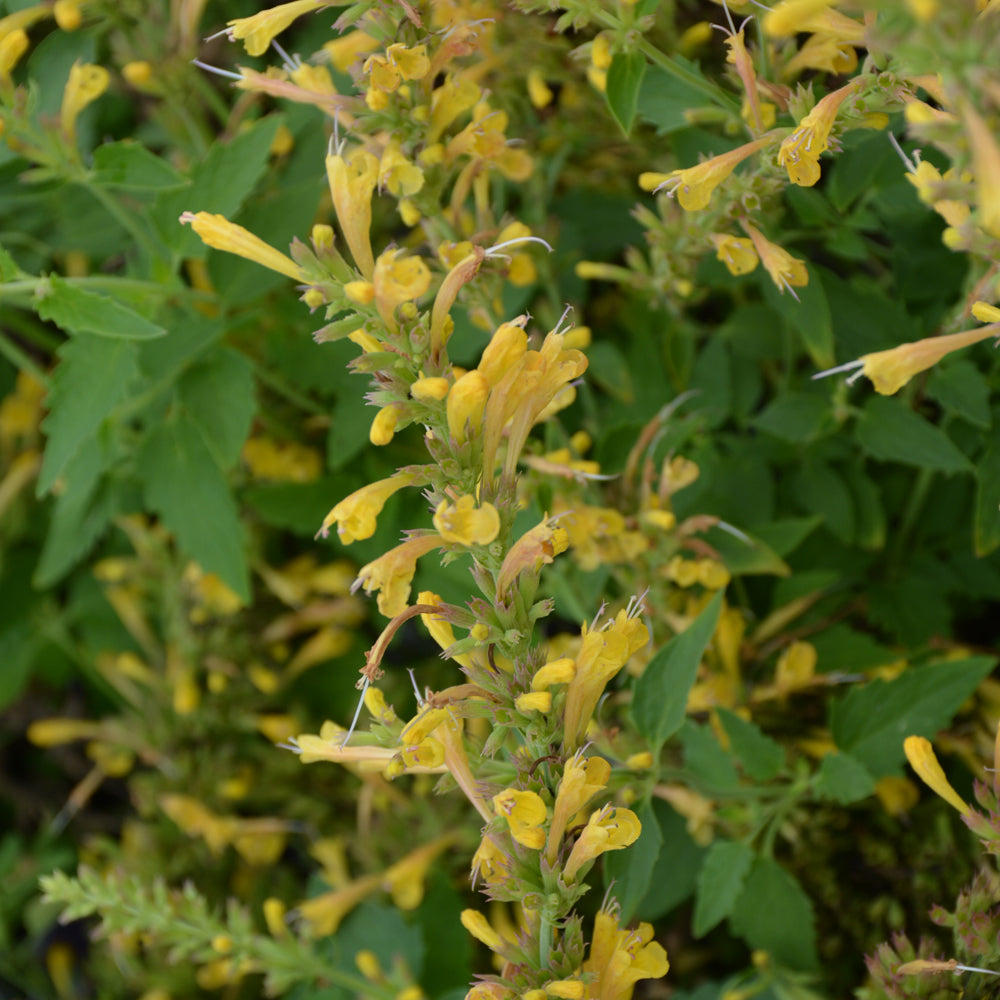 AGASTACHE KUDOS YELLOW