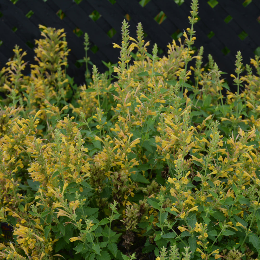 AGASTACHE KUDOS YELLOW