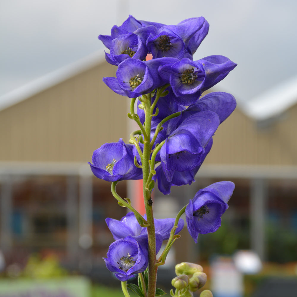 MONKSHOOD FISCHER