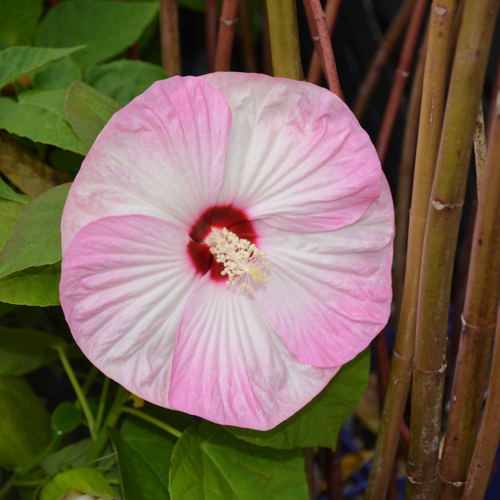 HIBISCUS LUNA PINK SWIRL