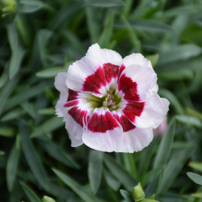 DIANTHUS PRETTY POPPERS KISS AND TELL