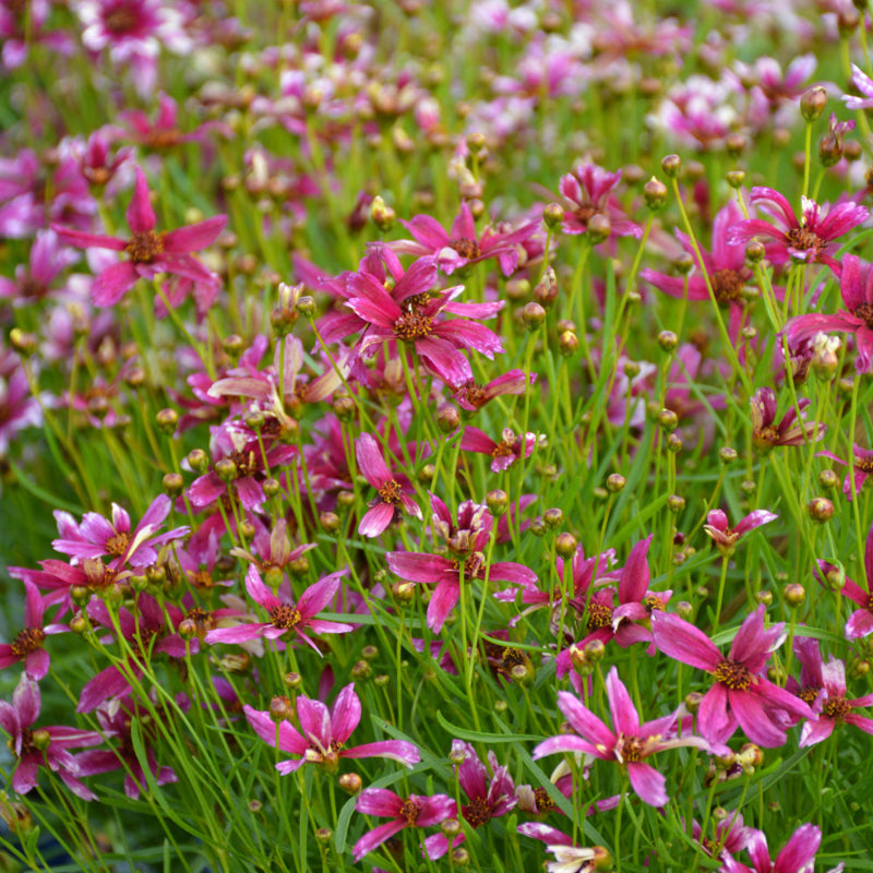 COREOPSIS RAZZLE DAZZLE