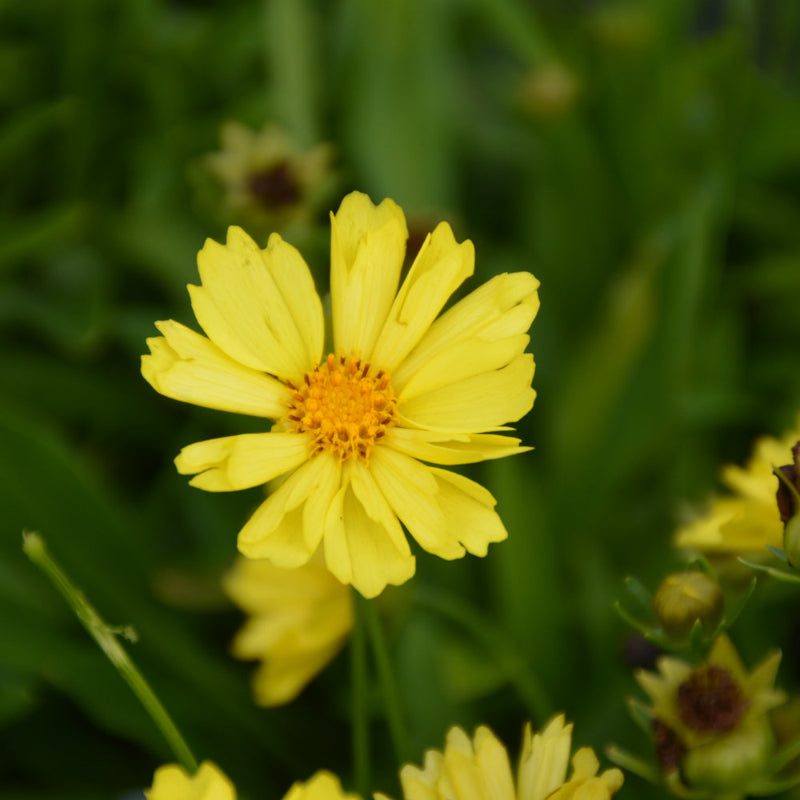 COREOPSIS LEADING LADY SOPHIA