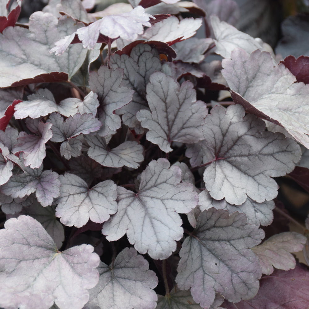 HEUCHERA DOLCE SILVER GUMDROP
