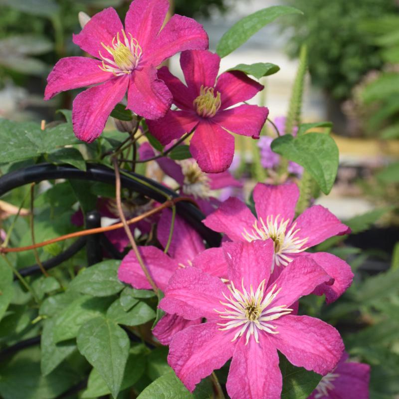 CLEMATIS BARBARA HARRINGTON