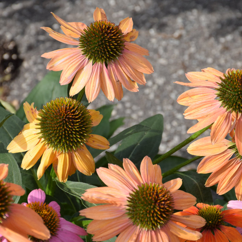 ECHINACEA CHEYENNE SPIRIT